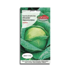 Kapusta głowiasta biała Ditmarska najwcześniejsza